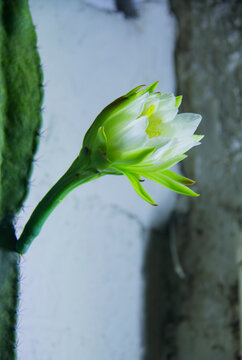 The cactus known as "Queen of the Night" or "Lady of the Night" (generally Epiphyllum oxypetalum or Selenicereus grandiflorus) is a climbing plant native to Central America. It is famous for its enorm