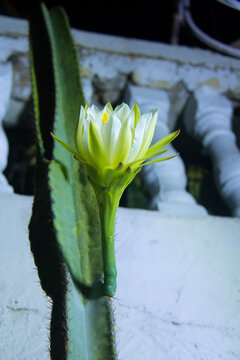 The cactus known as "Queen of the Night" or "Lady of the Night" (generally Epiphyllum oxypetalum or Selenicereus grandiflorus) is a climbing plant native to Central America. It is famous for its enorm