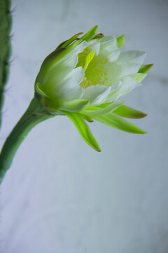 The cactus known as "Queen of the Night" or "Lady of the Night" (generally Epiphyllum oxypetalum or Selenicereus grandiflorus) is a climbing plant native to Central America. It is famous for its enorm
