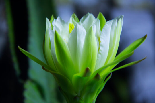 The cactus known as "Queen of the Night" or "Lady of the Night" (generally Epiphyllum oxypetalum or Selenicereus grandiflorus) is a climbing plant native to Central America. It is famous for its enorm