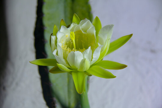 The cactus known as "Queen of the Night" or "Lady of the Night" (generally Epiphyllum oxypetalum or Selenicereus grandiflorus) is a climbing plant native to Central America. It is famous for its enorm