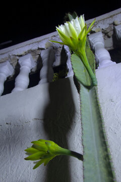 The cactus known as "Queen of the Night" or "Lady of the Night" (generally Epiphyllum oxypetalum or Selenicereus grandiflorus) is a climbing plant native to Central America. It is famous for its enorm