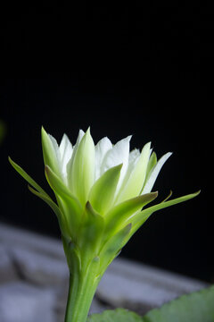 The cactus known as "Queen of the Night" or "Lady of the Night" (generally Epiphyllum oxypetalum or Selenicereus grandiflorus) is a climbing plant native to Central America. It is famous for its enorm