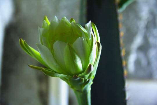 The cactus known as "Queen of the Night" or "Lady of the Night" (generally Epiphyllum oxypetalum or Selenicereus grandiflorus) is a climbing plant native to Central America. It is famous for its enorm