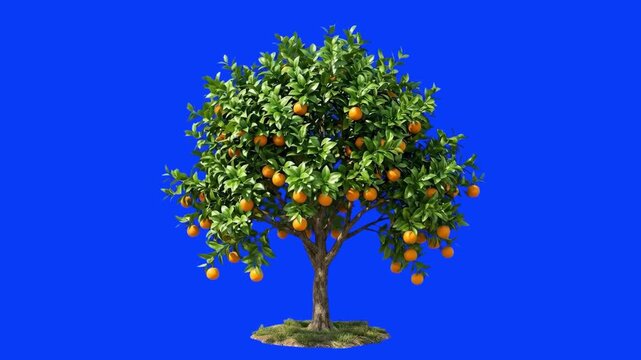 A vibrant citrus tree heavily laden with ripe orange fruits stands isolated against a bright blue screen background. This photorealistic 3D botanical render is ideal for agricultural promotions, bever