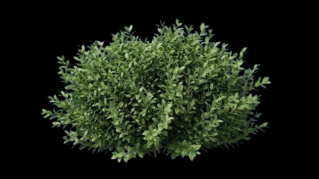 A full, detailed green leafy bush or decorative landscape shrub swaying subtly in a light breeze. The 3D botanical graphic asset is isolated against a clean, solid black studio background.