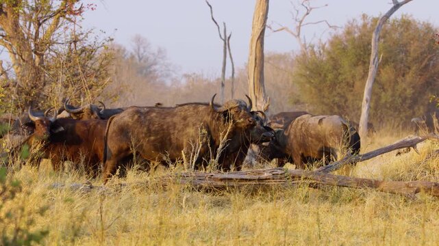 Footage of a majestic herd of African Cape buffalo (Syncerus caffer) grazing peacefully in the expansive savannah of Botswana, South Africa. The scene captures the vast, open landscape, with the buffa