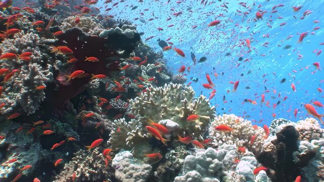 Experience the mesmerizing underwater world of Fiji. A vibrant school of orange fish gracefully swims amidst colorful coral formations, bustling with life under bright daylight.