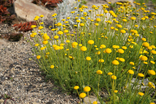 A dense mat of Cotula hispida growing in a sunny rock garden. The plant forms a low, spreading carpet of finely textured, silvery-gray foliage covered with soft hairs, creating a velvety appearance.
