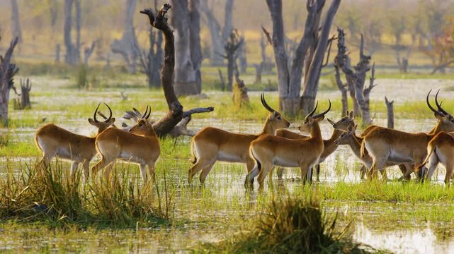 A picturesque scene of a herd of Lechwe (Kobus leche) grazing in the shallow waters of the Okavango Delta within the Moremi Game Reserve, South Africa. These elegant antelopes, with their distinctive 