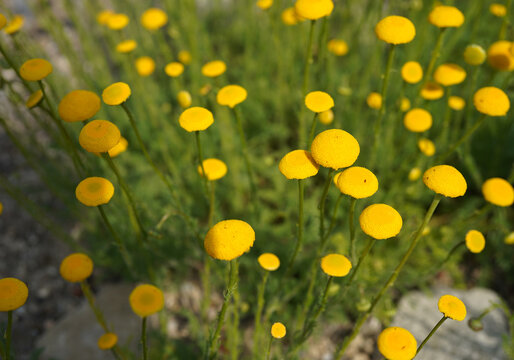 A dense mat of Cotula hispida growing in a sunny rock garden. The plant forms a low, spreading carpet of finely textured, silvery-gray foliage covered with soft hairs, creating a velvety appearance.