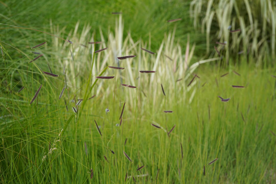 natural image of mosquito grass (bouteloua gracilis)  during june