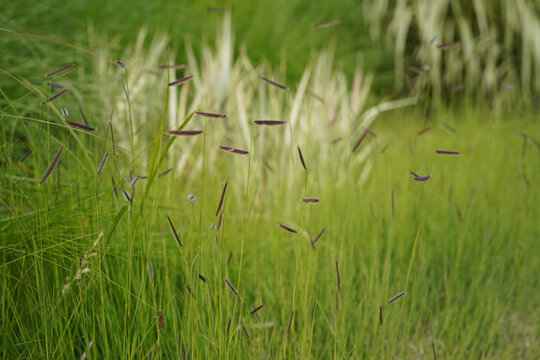 natural image of mosquito grass (bouteloua gracilis)  during june
