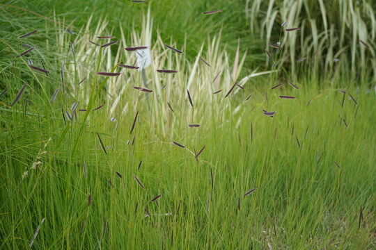 natural image of mosquito grass (bouteloua gracilis)  during june