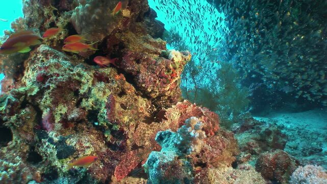 Discover Fiji's breathtaking underwater realm. Nurse sharks gracefully glide through vibrant coral, accompanied by remora and a mesmerizing school of small fish, painting a dynamic marine tapestry.