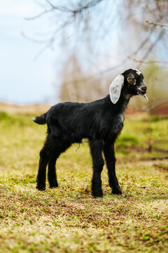 Young Black Nubian Goat in Spring Pasture for Agritourism