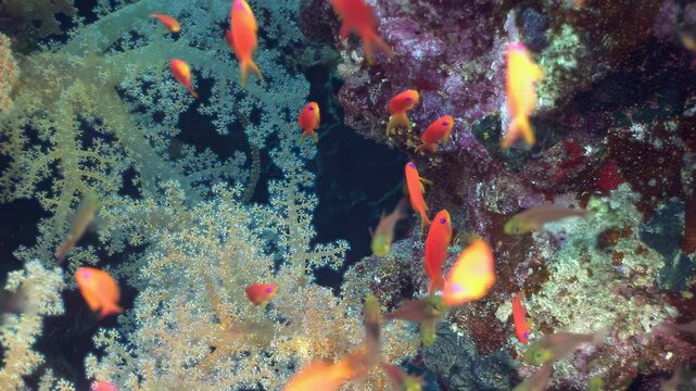 Experience the vibrant pulse of Fiji's coral gardens. A kaleidoscope of small, orange reef fish gracefully navigates intricate soft corals.