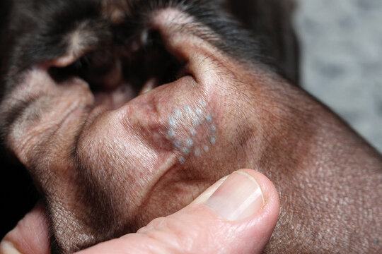 Hand holds male dog ear showing de-sexing tattoo. Surgical neutering, castration removing testicles under anesthesia. Prevent testicular cancer, unwanted litters. Reduces roaming, mounting, aggression
