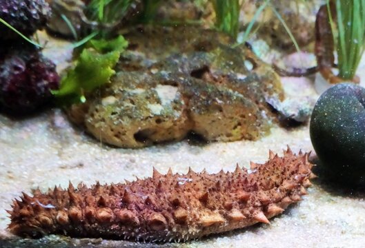 Sea ​​cucumber, an echinoderm of the class Holothuroidea.