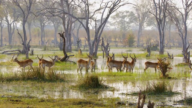 Footage captures a herd of Lechwe (*Kobus leche*) grazing in the wetlands of Okavango Delta, Moremi Game Reserve, South Africa, after heavy rain. The scene highlights their natural behavior and lush h