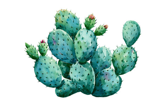 Watercolour painting of Beavertail cactus isolated on white transparent background - design element cut-out object