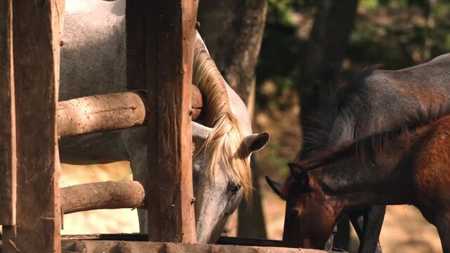 Three beautiful horses eating together at a farm trough
