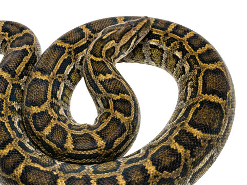Coiled burmese python snake on white background, showcasing its distinctive brown and yellow pattern.