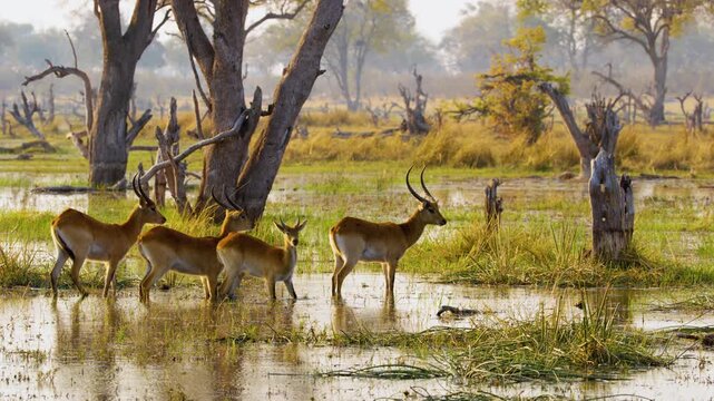 Footage shows a herd of Lechwe (*Kobus leche*) grazing in the verdant wetlands of the Okavango Delta, Moremi Game Reserve, South Africa, following heavy rains. The scene captures their natural behavio