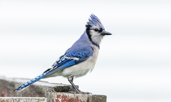 Blue Jay