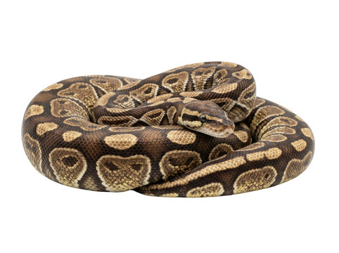 Coiled brown and tan ball python snake curled up on white background