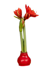 Isolated flowering red  Amaryllis bloom © clsdesign