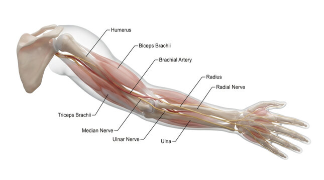 Anatomical Diagram of Human Arm Muscles and Nerves