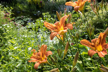 Gelbrote Taglilie (Hemerocallis fulva) © etfoto