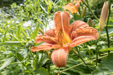 Gelbrote Taglilie (Hemerocallis fulva) © etfoto