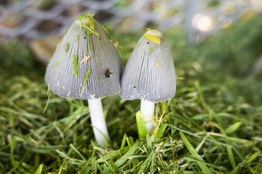 Grauer Falten-Tintling (Coprinopsis atramentaria)