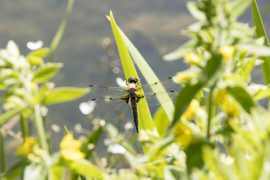 Vierfleck ((Libellula quadrimaculata)