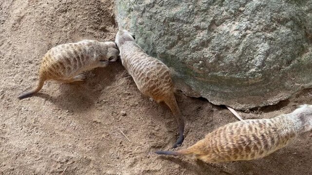 Meerkats ( suricata suricatta) playing around the rocks on a Summer time
