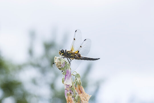 Vierfleck ((Libellula quadrimaculata)