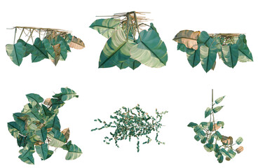 Set of  Philodendron scandens-Sweetheart tree plan, top view, cutout, transparent background, isolate, Assorted Tropical Foliage - Hanging Plants & Vines for Game Assets or Botanical Design © KP Stock