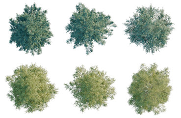 Obraz premium Set of Cedrus deodara tree plan, top view, cutout, transparent background, isolate, Collection of Realistic Evergreen Trees for Landscape Design and Architectural Visualization