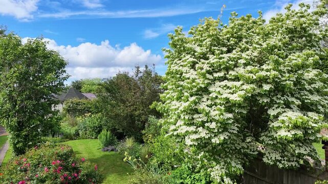 Hampshire England UK. 01.06.2026. Video. A vibrant dogwood tree bursts with delicate white blossoms under a clear blue sky with fluffy clouds, showcasing nature's spring beauty