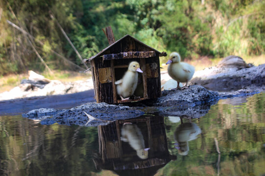 Group of cute yellow baby ducklings playing on rocks near a small wooden miniature house by the river