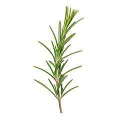 Fototapeta premium A close-up view of a rosemary sprig with vibrant green leaves and a woody stem.
