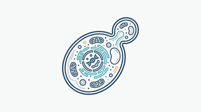 Yeast cell illustration showing internal structures and budding process.