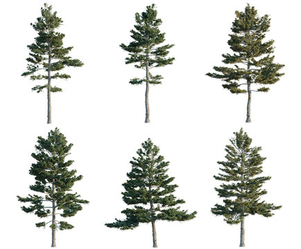 Set of Pinus strobus tree, elevation, front view, cutout, transparent background, isolate, Six Evergreen Pine Trees with Alpha Channel - Ideal for Compositing and Digital Art Projects