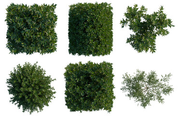 Obraz premium Set of Ligustrum vulgare tree plan, top view, cutout, transparent background, isolate, Assorted Green Bush Topiary Shapes - Perfect for Landscaping & Garden Design Visualizations