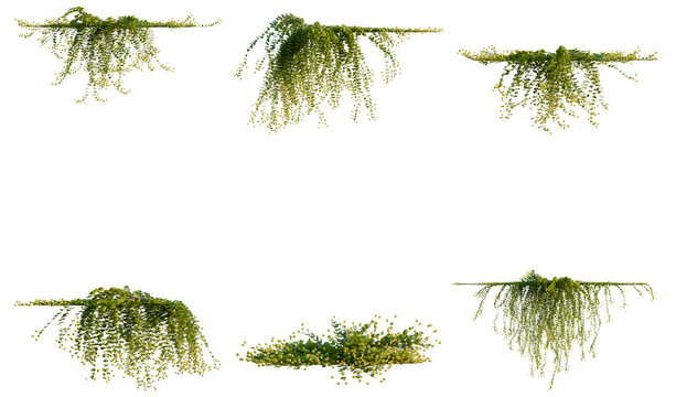 Set of Lysimachia nummularia tree, elevation, front view, cutout, transparent background, isolate, Cascading Trailing Plants - Variety of Lush Green Foliage for Decoration and Landscaping Design