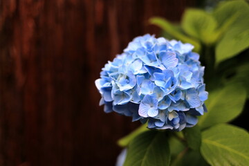 鎌倉のあじさい © ziggy