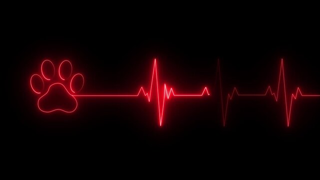Glowing neon Dog Paw Print Heartbeat Line icon Veterinary Healthcare ECG. Heartbeat icon with Paw Print Symbolizing Animal Health and Care. animation