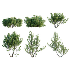 Fototapeta premium Set of Pinus mugo tree, elevation, front view, cutout, transparent background, isolate, Collection of evergreen trees with intricate branch structures - perfect for landscaping design elements.